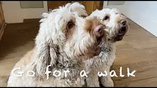 Pawsitive Minds  - Go for a walk