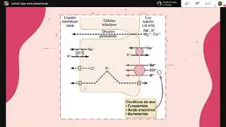 Cap 28. Reabsorci&oacute;n y secreci&oacute;n tubular renal [Fisiolog&iacute;a M&eacute;dica]