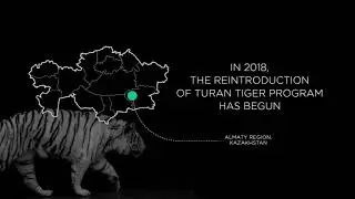 Return of Turan tiger