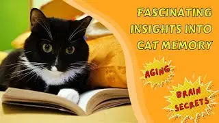 Fascinating Insights into Cat Memory, Aging, and Brain Secrets 😺🧠 #CatMemory