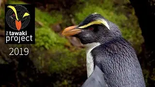 Fiordland Crested Penguins - The Tawaki Project - Part 2 - nest checks with Ursula Ellenberg