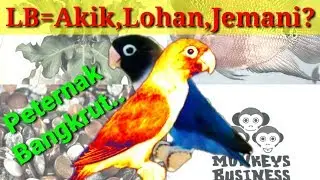 Ramalan Harga Loverbird Masa Depan | 2020 | Bisnis LB _ Monkey Busines