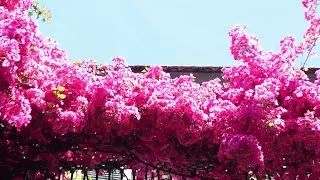 Bari, un'immensa bouganville colora il centro: 