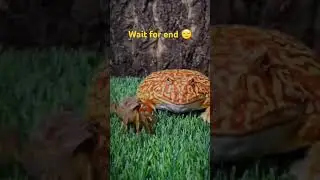 wait for end 😑 #animals #fog #foggy#animals