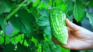 Fruit garden 💝 @minhngocdailylife @latestcomedyvision6748 #fruitworld 
