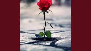 Concrete rose