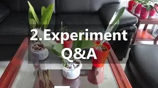 ORCHID EXPERIMENTS: 2. Viewers' Q&A - rescued divisions under semi-water culture