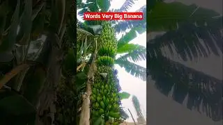 Words Very Big Size Banana 🍌 #banana #bananarecipe