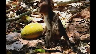 Very Poor Baby Lori Find Food, Baby Lori Hungry| Baby Look Like Better.
