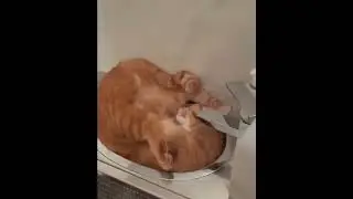 cat is sleeping in water basen🤣#shorts