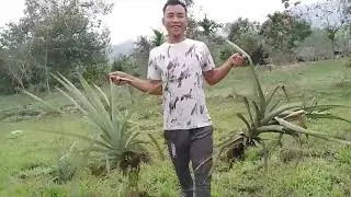 pineapple 🍍🍍🍍🍍 plantation || How to plantation pineapple trees || Anaras kese ogaai full tutorial.