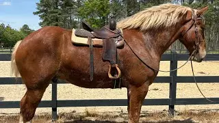 Belgian riding