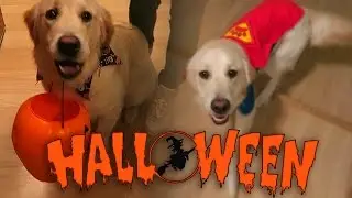 Super Cooper Sunday #35: Coop's First Halloween! (Golden Retriever Puppy)
