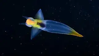 Rare Footage Of The Mysterious Sea Creature