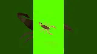 Green Screen Insect🐝🐜🐌🐞🐍 #greenscreen
