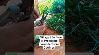 ✅ Village Life: How to Propagate Lavender from Cuttings