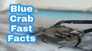 Blue Crab Fast Facts