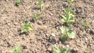 Allotment Grow How How to Plant Potatoes