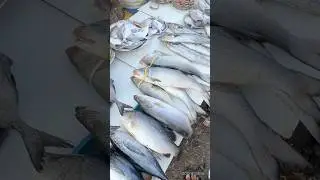 Versova Fish Market | Cheapest Fish Market #viralshorts #shortsfeed #fishmarket