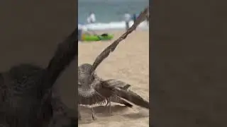 Seagull battle😳#nature#ocean#beach#battle#fight#funny
