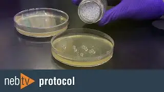 Fast transformation plating with glass beads