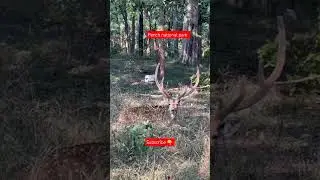 pench forest  #penchnationalpark #indiansafari#music #nationalpark #jimcorbettwildlifeandnatureview
