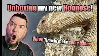 Unboxing my NEW Hognose snake for 2024 breeding season!! WOW!