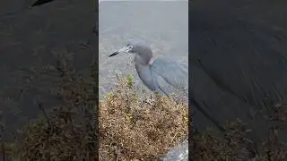 Have you ever seen the Little Blue Heron?