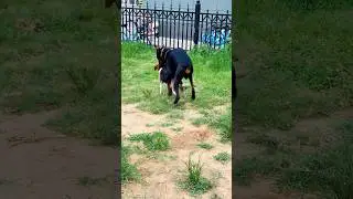Playing #dog #dogfunny #doggielife