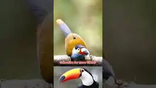 Beautiful Bird Toucan #birds #beautifulanimals #birdplanet