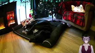 Dark, Cozy, Comfy. Few games of MTG then WoW Classic Later-- Mute-ish--