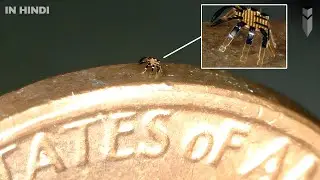 10 Amazing Micro Robots that will change the Future of Robotics