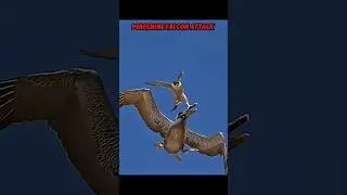 peregrine falcon vs pelican #trending #animals #wildlife #pelicans #falcon #birds #youtube #shorts