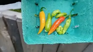 🌶️ My Pepper Harvest Struggles: Lessons Learned From Frost Damage
