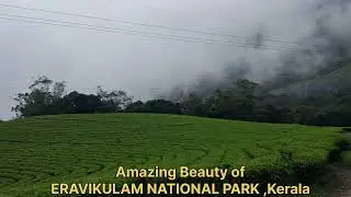 Amazing Beauty of ERAVIKULAM NATIONAL PARK,Kerala | Kerala tour |Rajamalai National Park,kerala |