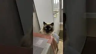 Кот Сэм читает рэп 🥰😂#love #любовь #cat #кот #котики #home #сэм #shortvideo #shorts #short #юмор