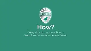 13. Discover the advantage of on-farm hatching for improved carcass yield