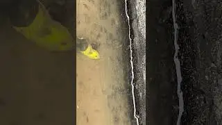 Cold snail migration