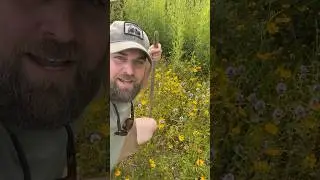 Weeding a Native Wildflower Planting!! #nativeplants #wildflowers #landscaping #killyourlawn
