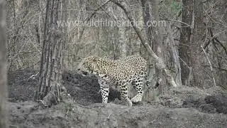Kabini Wildlife Overview: Tiger, Leopard, Sambar Deer & Sloth Bear