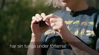 Visste du detta om flugor?