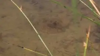 Lake Aeration - Fathead Minnows