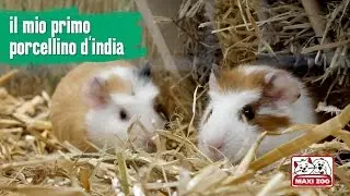 TUTORIAL: il mio primo porcellino d'india | Maxi Zoo