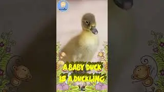 Baby Animals | Spring Animals