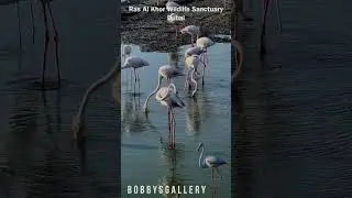 Ras Al Khor Wildlife Sanctuary Dubai | Flamingos | Bobbys Gallery