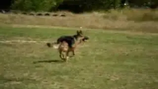 training the dog9