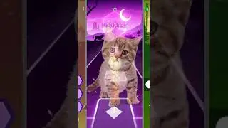 Cute Cat Waka Waka | Tiles Hop EDM Rush | #shorts #cat