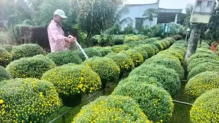 khu vườn cúc mâm xôi của chú (26/11al - 0349461576) #cucmamxoi #flowes