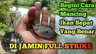 Cara mudah mancing ikan sepat