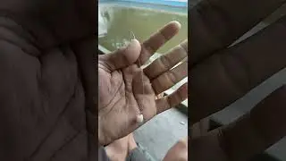 umpan bawal kelapa